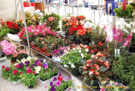 Pot plants for sale at Marché Saxe-Breteuil 